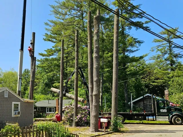 Tree removal in progress: Workers on poles, tall tree trunks, truck, small houses, blue sky.