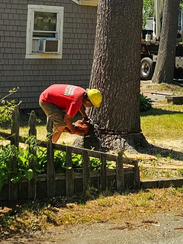 Man in red shirt and yellow hardhat using a chainsaw to cut down a tree next to a house.