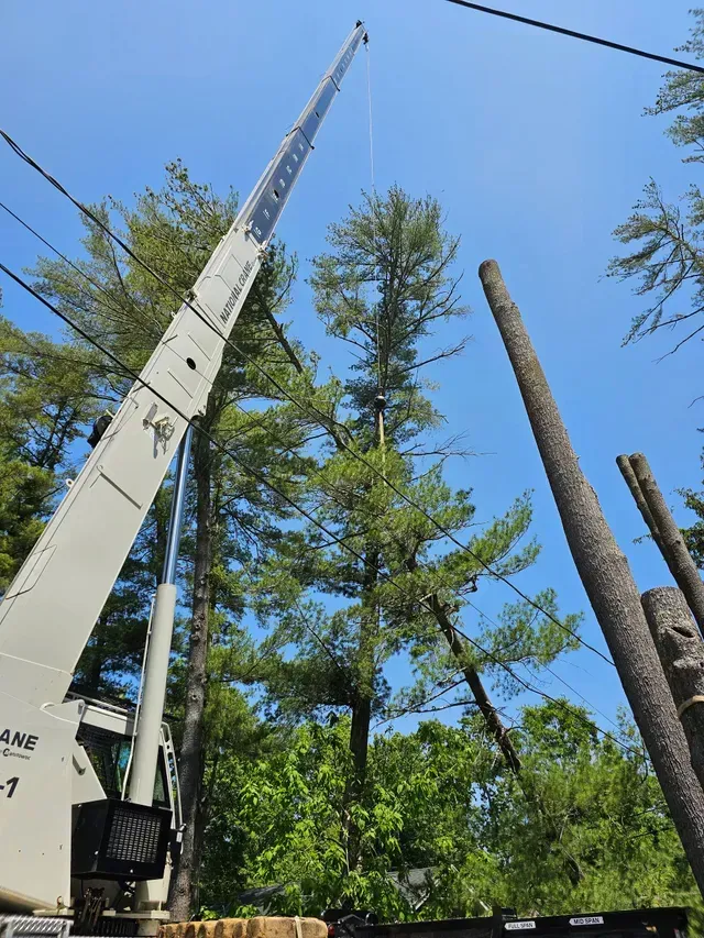 Crane cutting a tall pine tree, with power lines visible. Blue sky, green foliage.