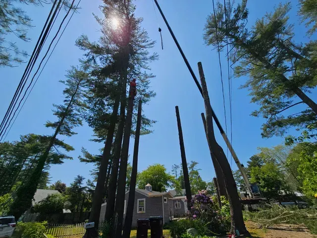 Person in a tree cutting branches near power lines on a sunny day.