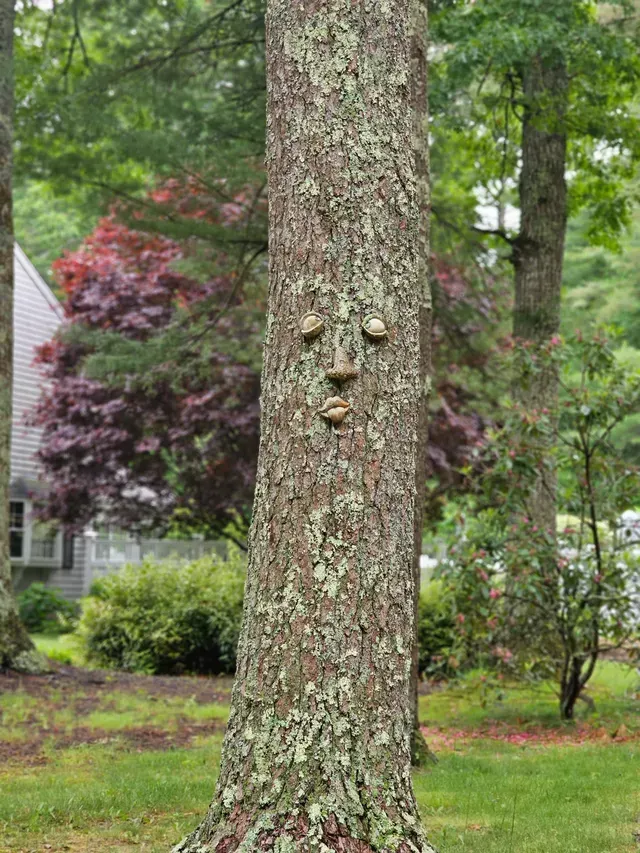 Tree trunk with sculpted facial features: eyes, nose, and mouth. Outdoors, trees, and house visible in background.