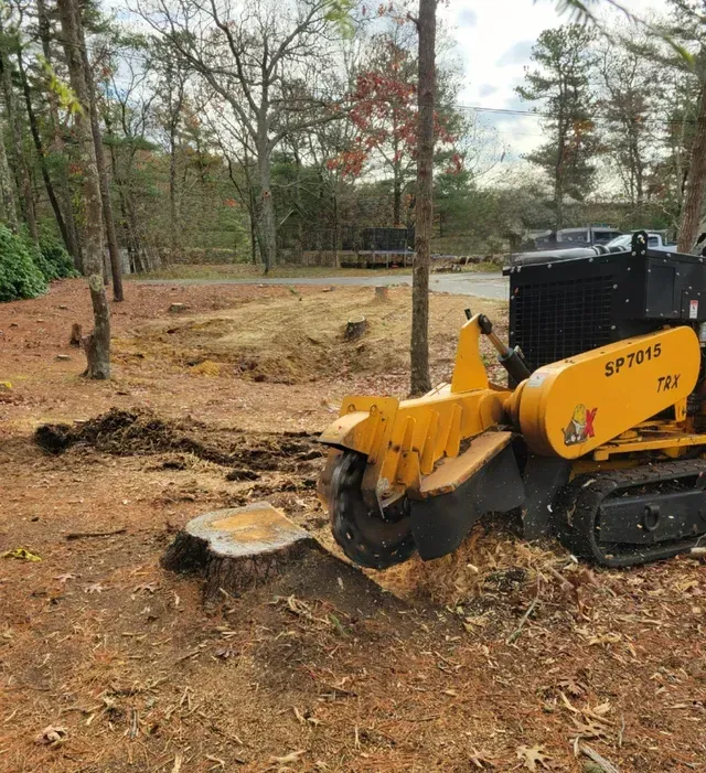 A yellow stump grinder removing a tree stump in a wooded area.