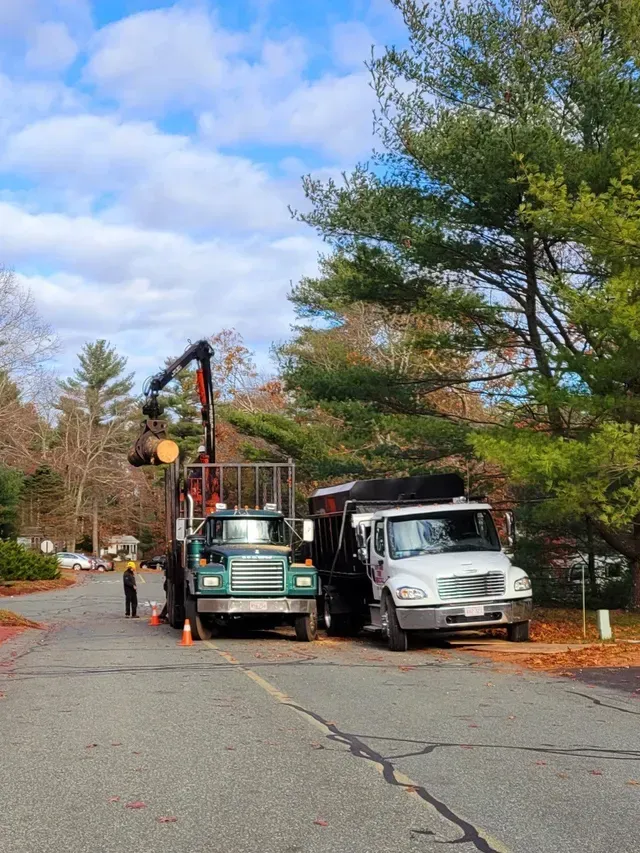 Two trucks removing a tree. One with a crane arm, the other a dump truck, parked on a street with a person standing by cones.