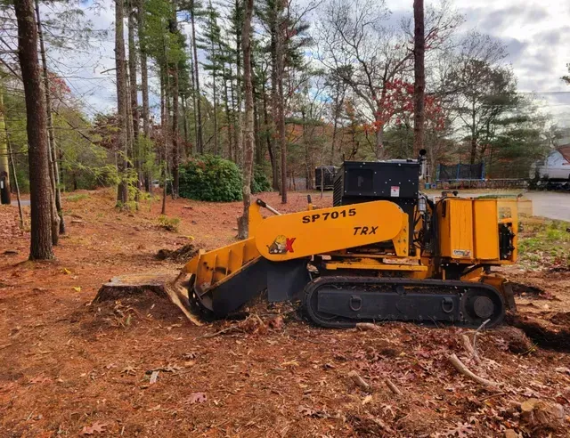 Yellow stump grinder working on a tree stump in a wooded area.