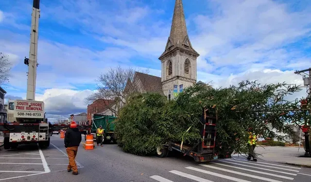 Large Christmas tree on a trailer being transported on a street, church in background, workers present.