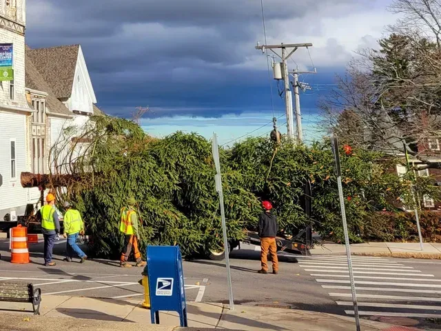 Workers unloading a large evergreen tree from a truck on a city street, under a cloudy sky.