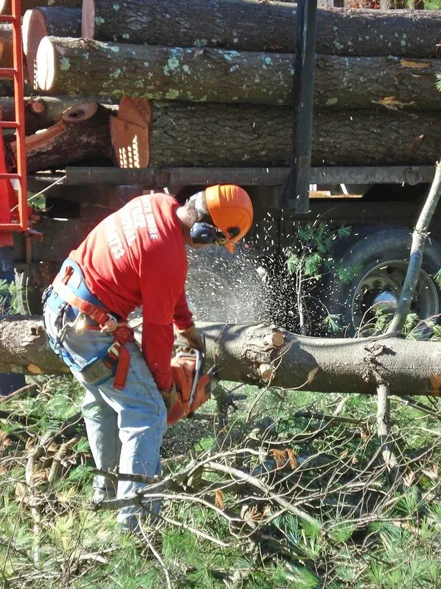Lumberjack wearing safety gear using a chainsaw to cut a log, logs stacked in truck bed.