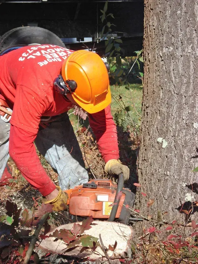 Person in orange hardhat uses chainsaw to cut tree.