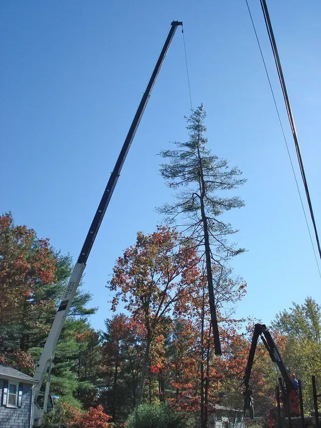 Crane lifting a tall pine tree, next to utility wires, with fall foliage and a blue sky in the background.