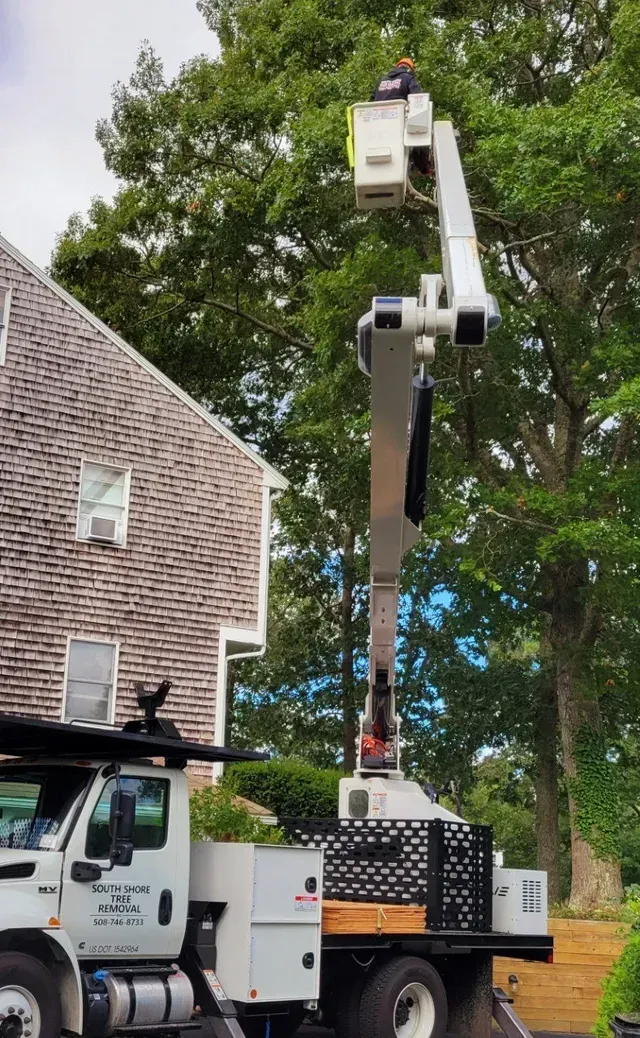 Tree trimming truck with boom extended, reaching a leafy tree near a house.