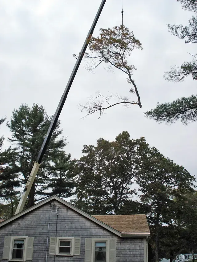 A tree being lifted by a crane over a gray-shingled house on a cloudy day.