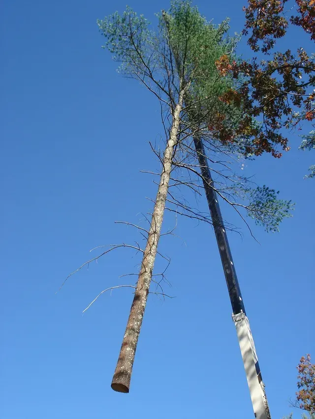 Two tall trees against a bright blue sky; one has a missing top, and the other has a black extension.