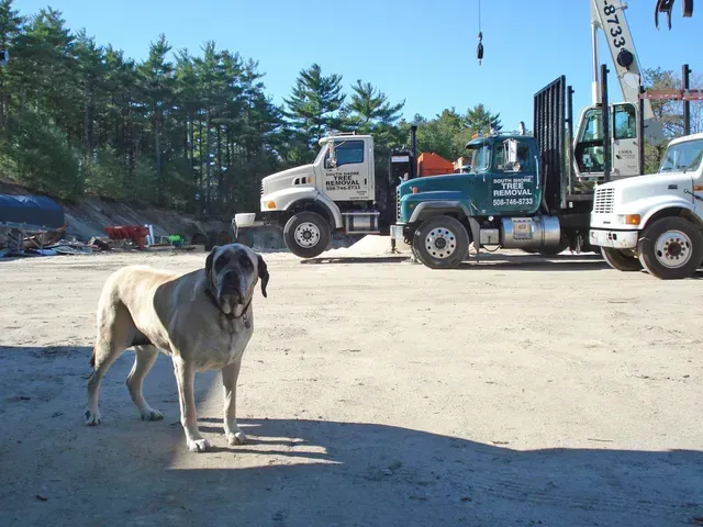 Large dog stands in front of three trucks on a gravel lot. Blue sky and trees in the background.