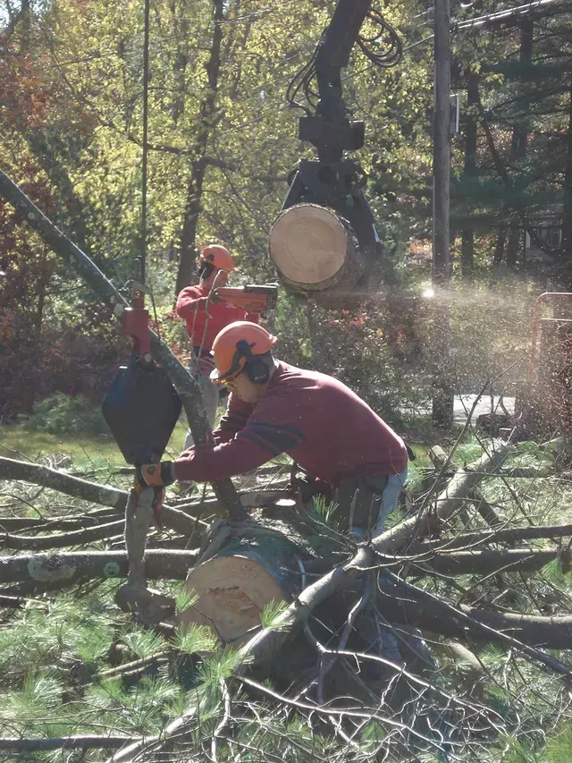 Two loggers in orange shirts cut and move logs in a forest with machinery.