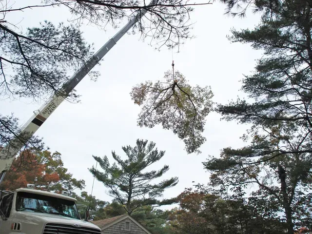 A crane lifting a large branch from a tree, cloudy sky overhead.