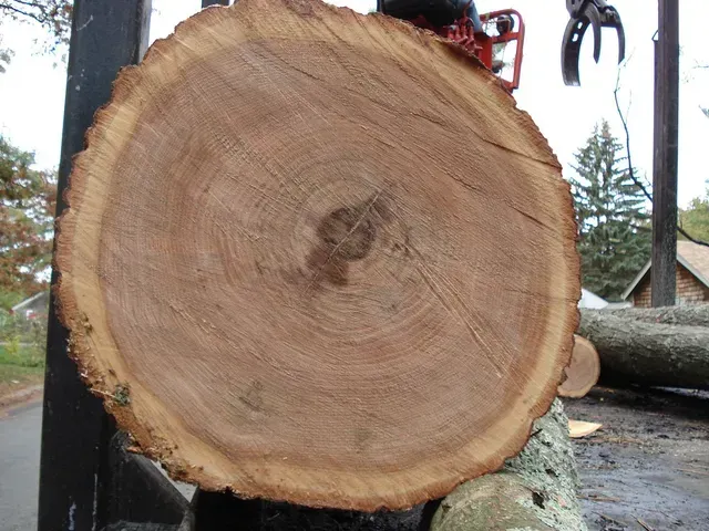 Cross-section of a tree trunk with visible rings, showing wood grain, with a chainsaw in the background.