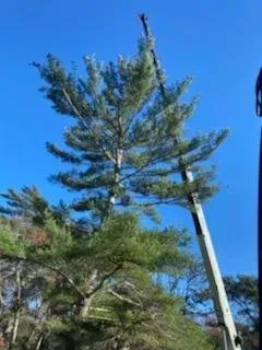 Tall pine tree being trimmed with an aerial lift in front of a blue sky.