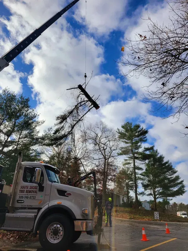 Crane truck removing tree branch under a cloudy blue sky. A worker stands nearby with traffic cones.