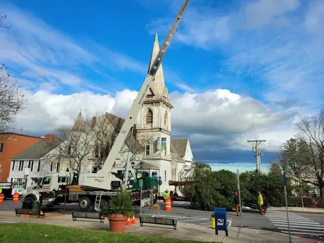 Crane placing a large evergreen tree near a white church with a tall steeple, on a partly cloudy day.