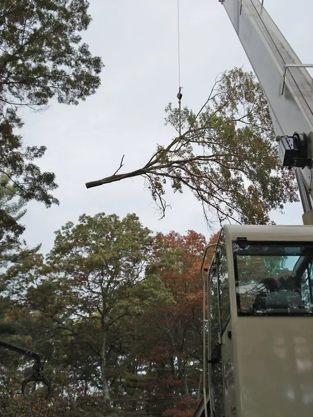 A crane lifting a tree branch in an outdoor setting with overcast skies.