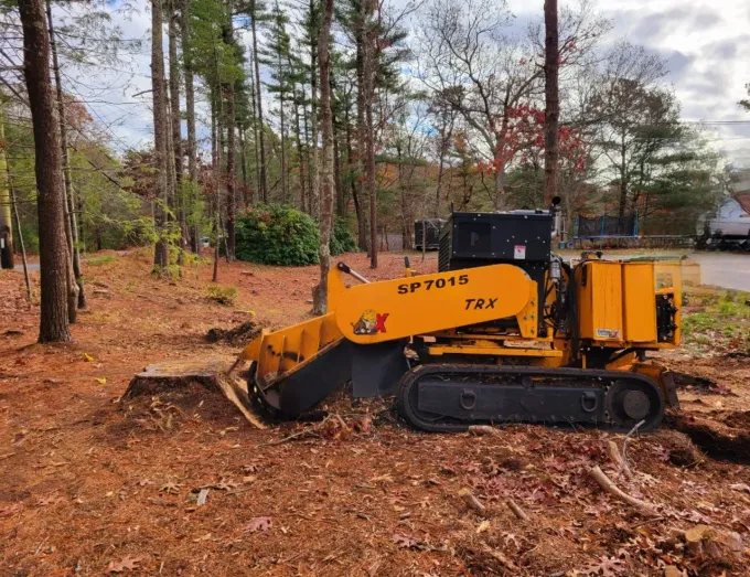 Yellow stump grinder on tracks grinding a tree stump in a wooded area.
