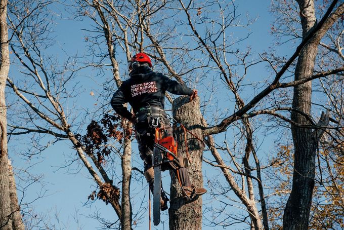 Arborist in red helmet and work clothes, secured to a tree with gear, against a blue sky.