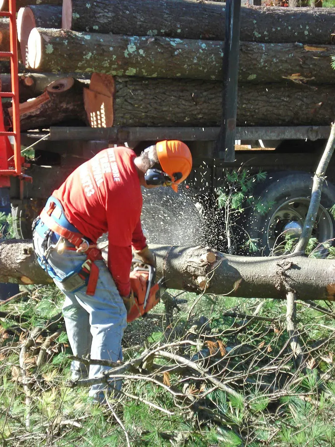 Man in orange hard hat and safety gear using a chainsaw to cut a log, truck of logs in background.