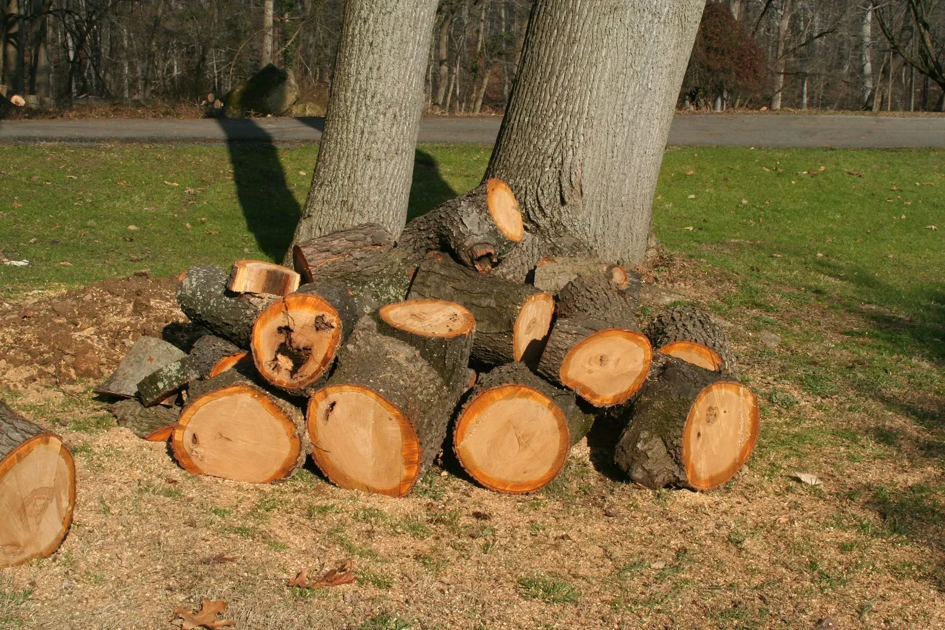 Logs of cut wood stacked near tree trunk on grass.
