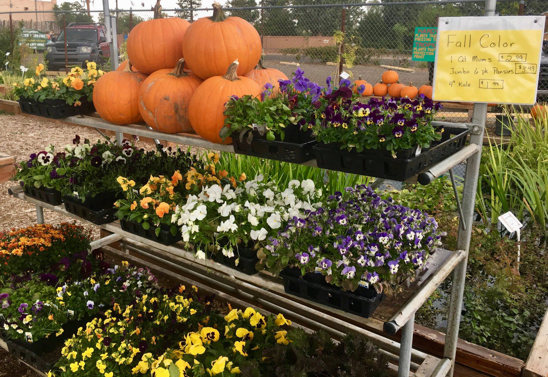 Albuquerque Water Gardens & Nursery Plants Albuquerque, NM