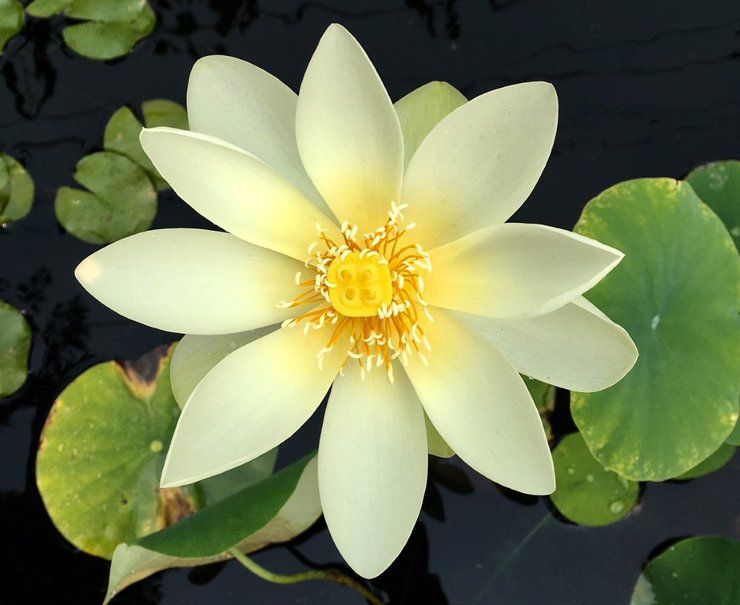 Albuquerque Water Gardens & Nursery Plants Albuquerque, NM