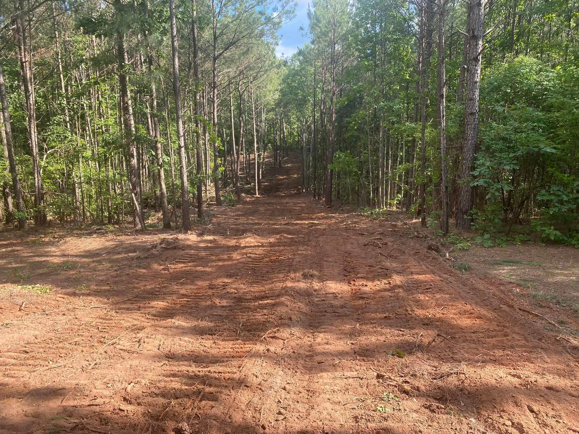 A dirt road through a green forest with tall trees and sunlight filtering in.