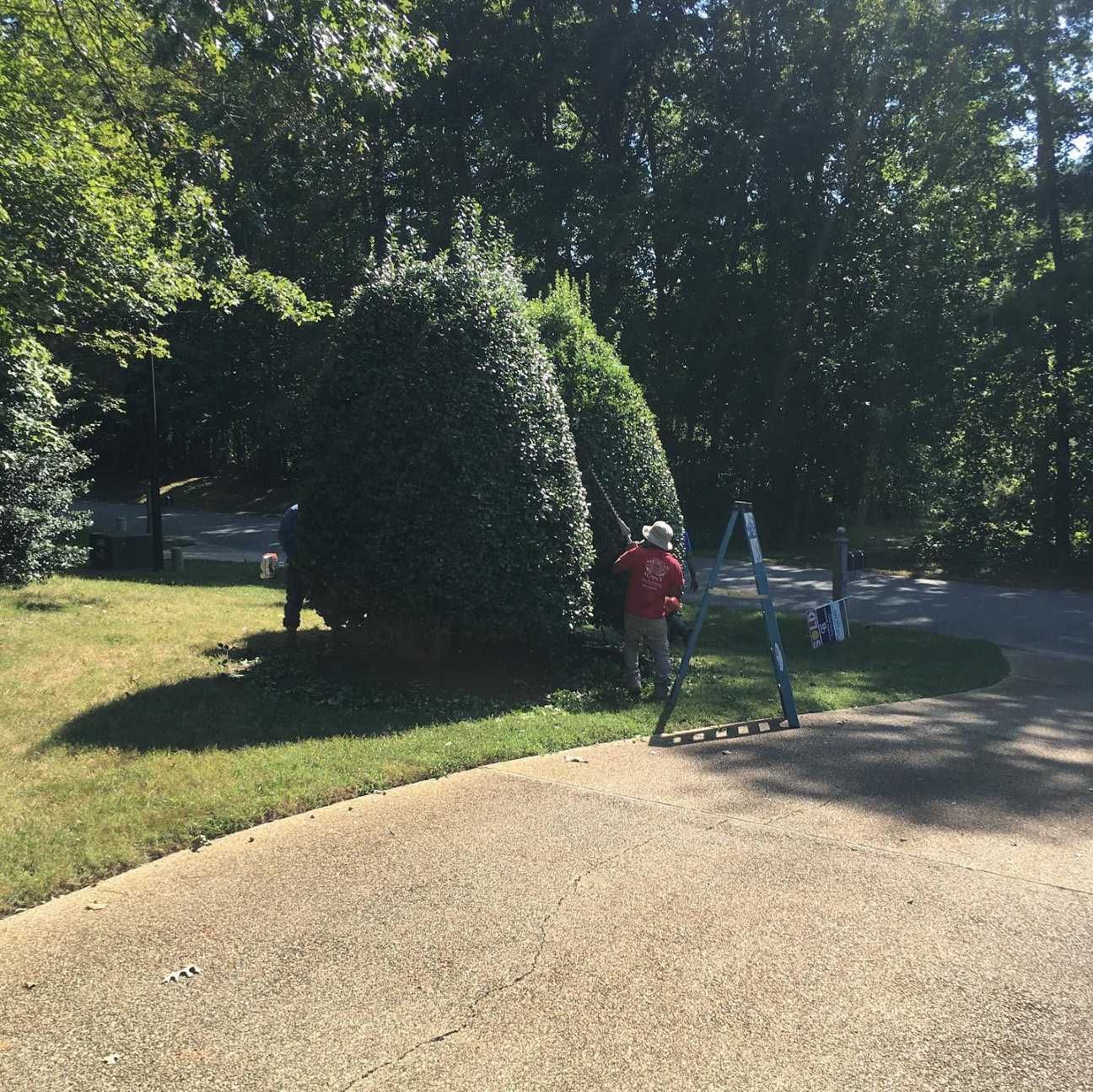 A man is standing on a ladder in front of a bush.