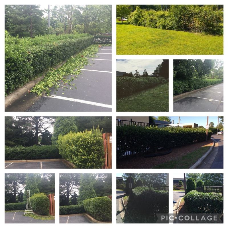 A collage of pictures of a hedge being trimmed