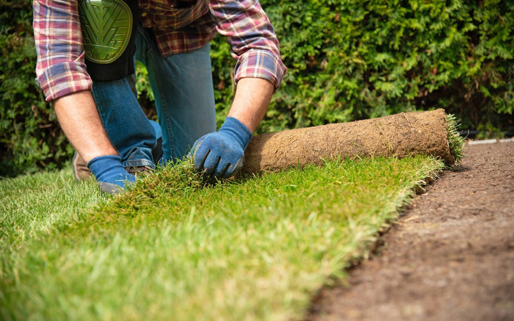 A man is rolling out a roll of turf in a garden.