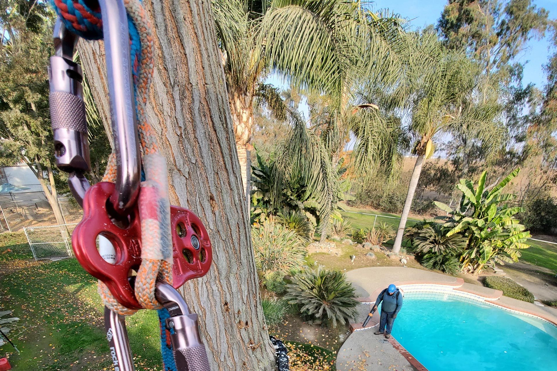 Request an Estimate Tree Services