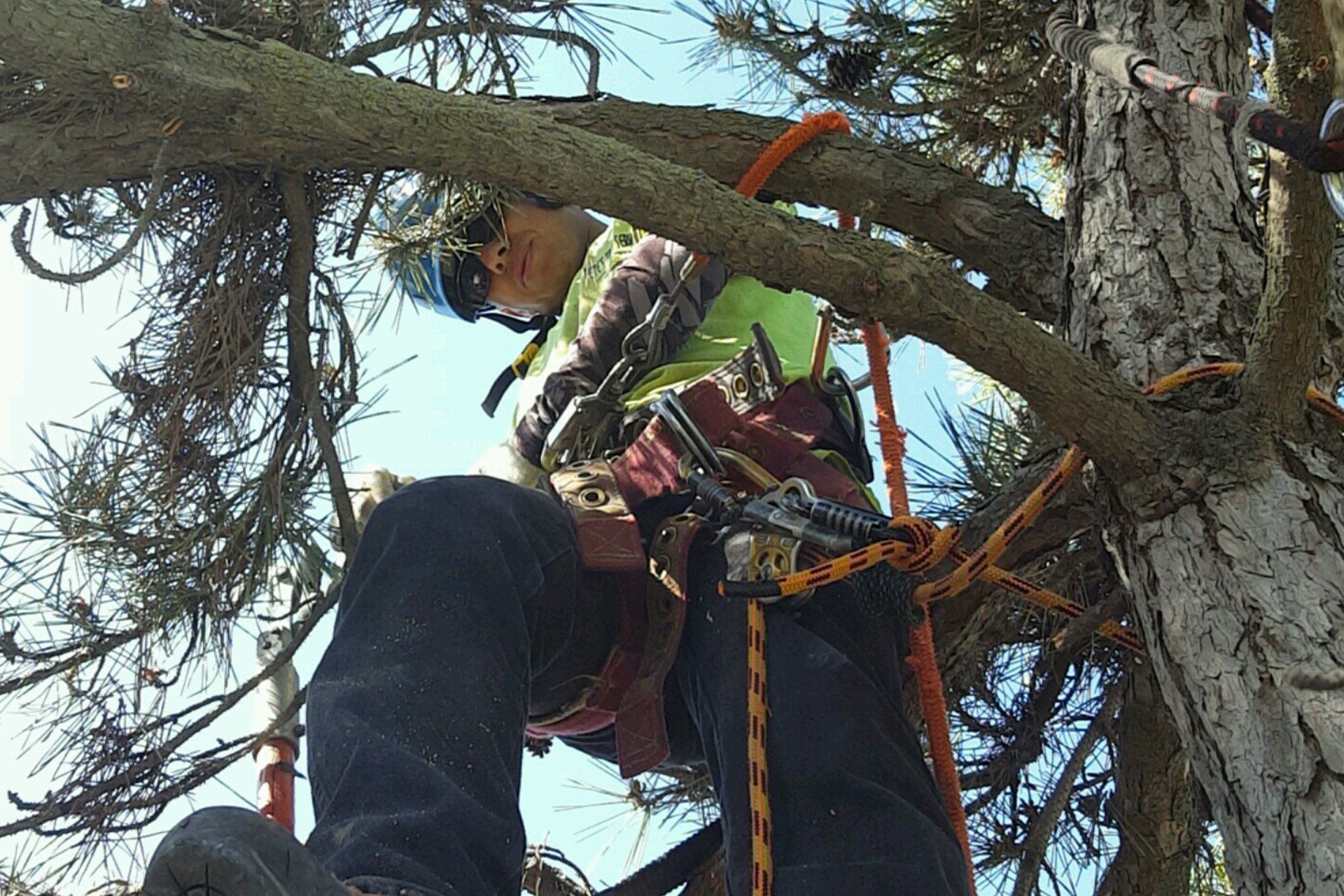 Learn More About Tree Removal Tree Removal