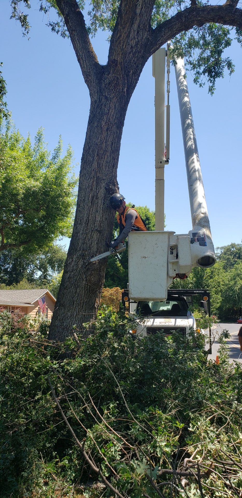Tree service