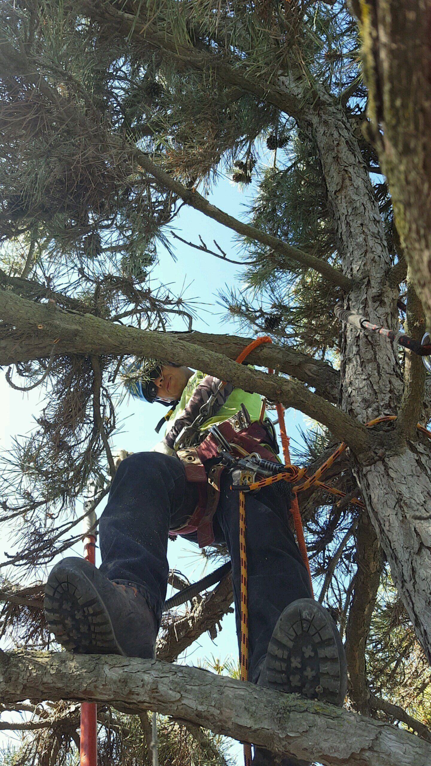 Tree Service