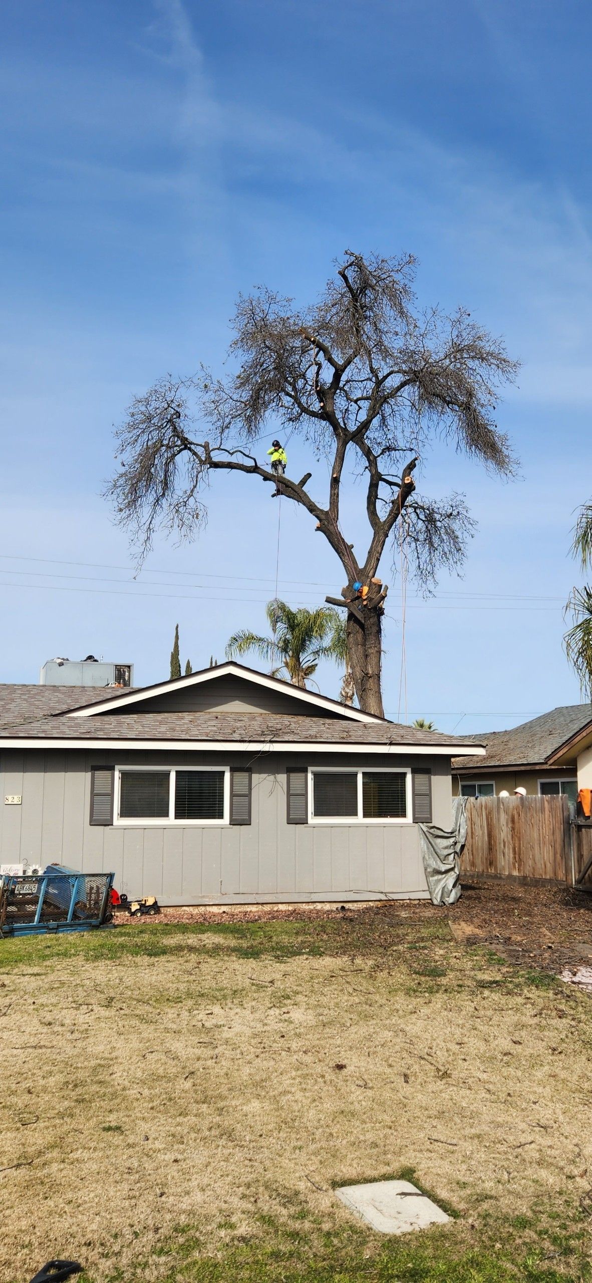 Tree Service