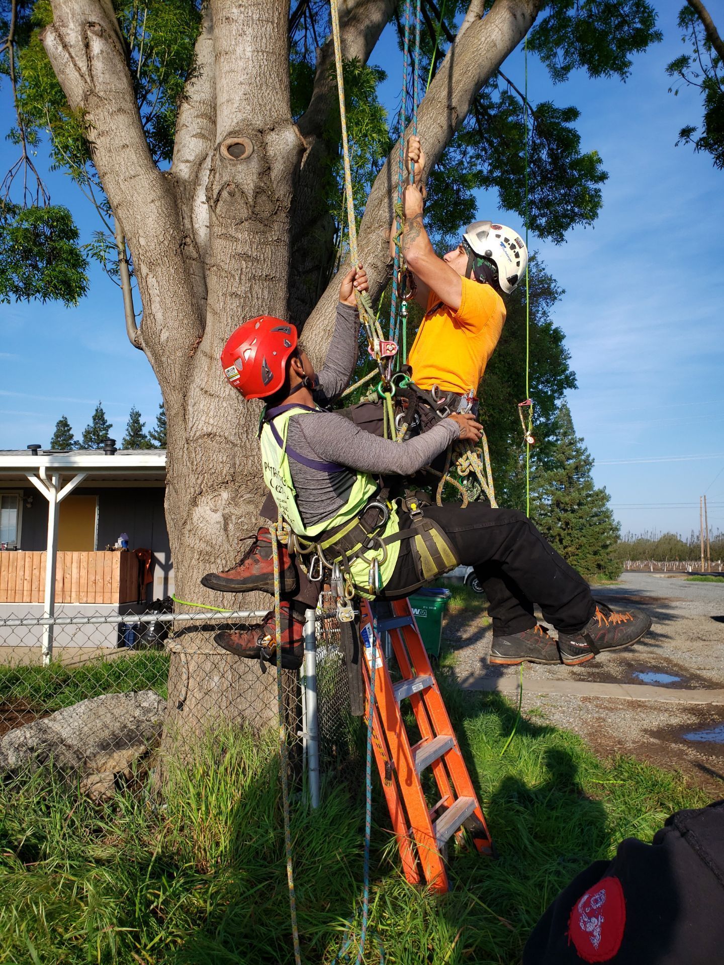 Tree Service