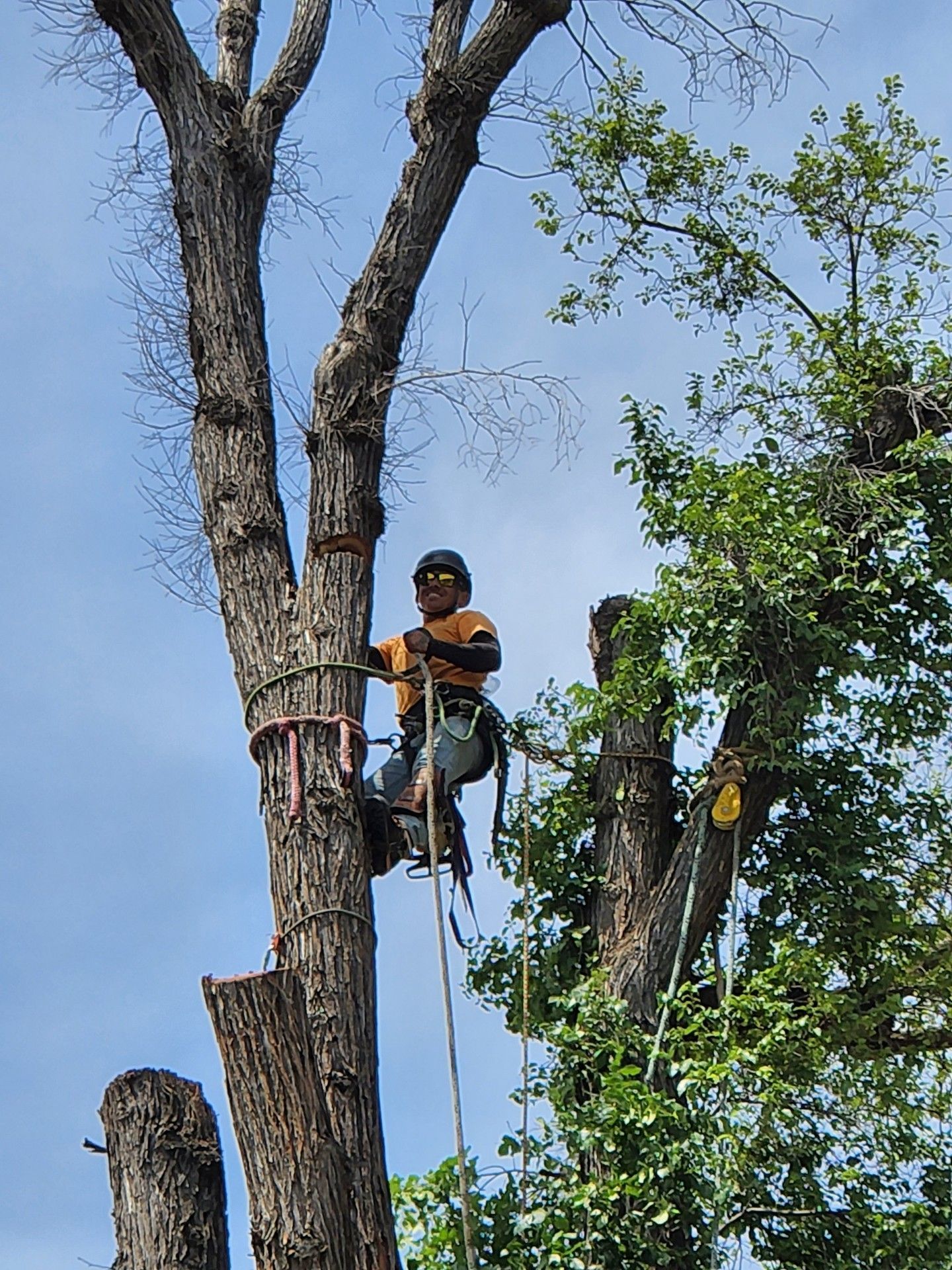 Tree Service