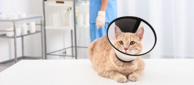 Preventative Surgeries | Cat Declawing | Virginia, MN