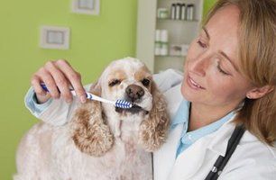Northland Animal Hospital | Veterinary Care | Virginia, MN