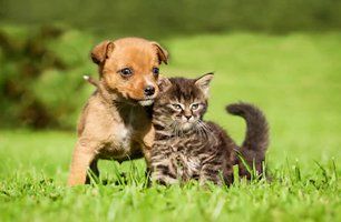Northland Animal Hospital | Veterinary Care | Virginia, MN