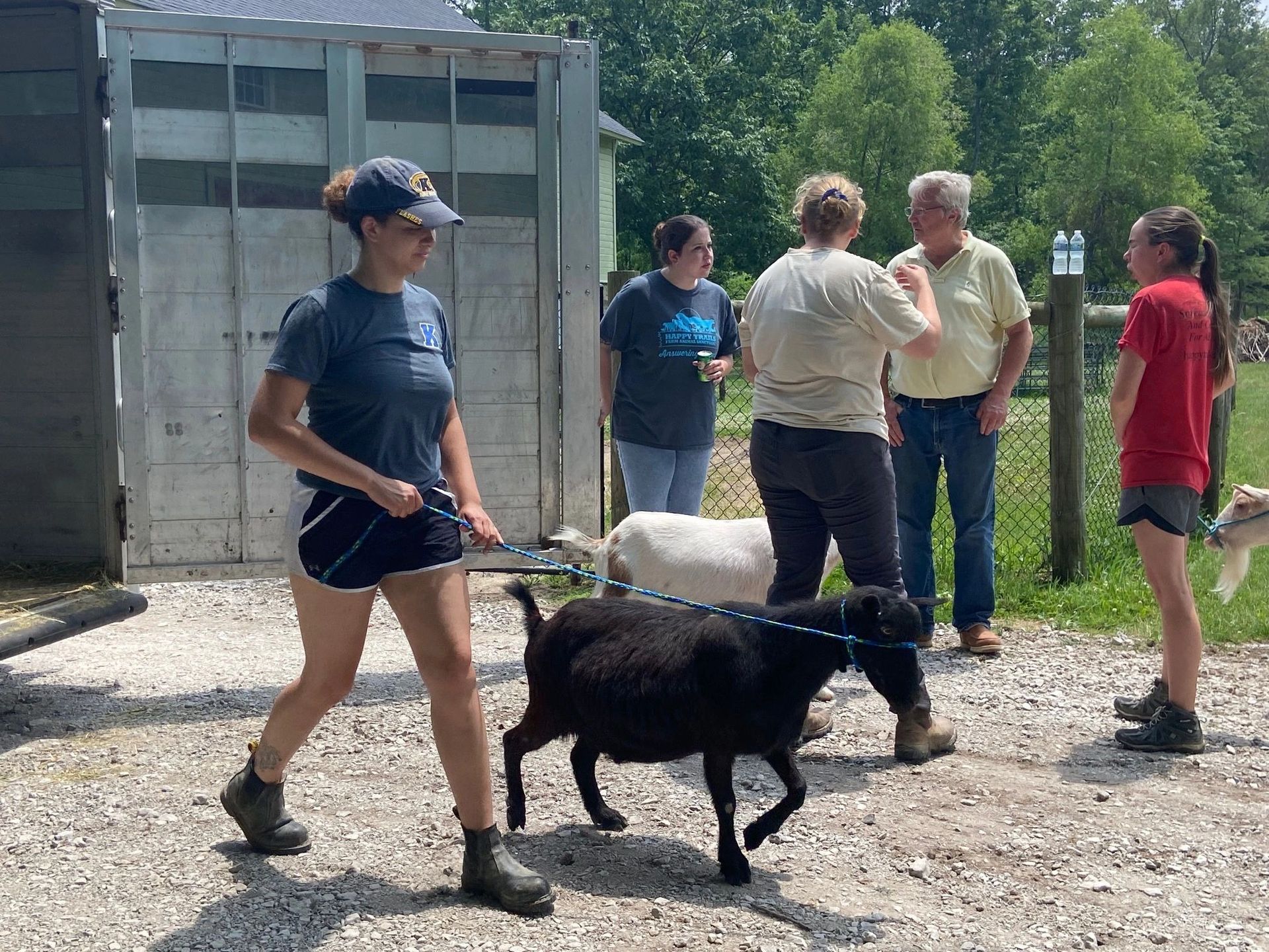 Woman walking a black goat on a leash, other people watch in a farm setting.