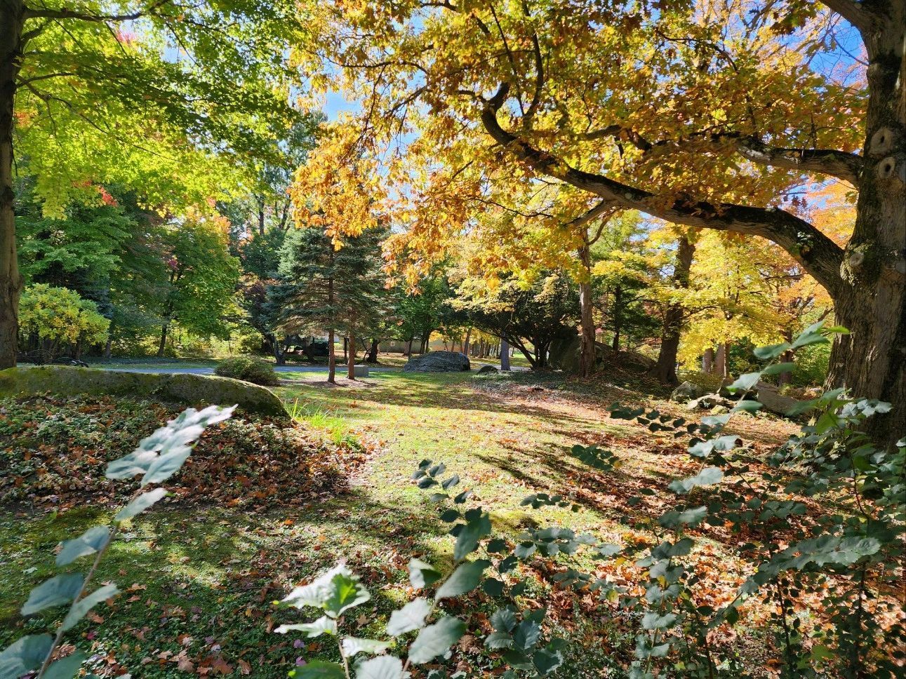 Autumn park scene with golden and green trees, sunlight, and a grassy lawn.