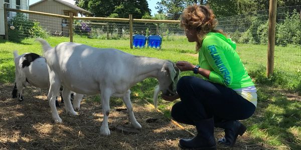 A person in a green shirt petting a white goat in an outdoor pen. Another goat nearby.