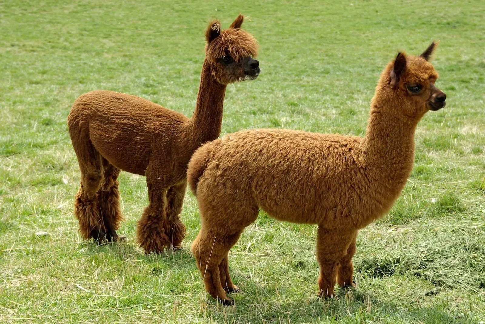 Two brown alpacas standing in a grassy field.
