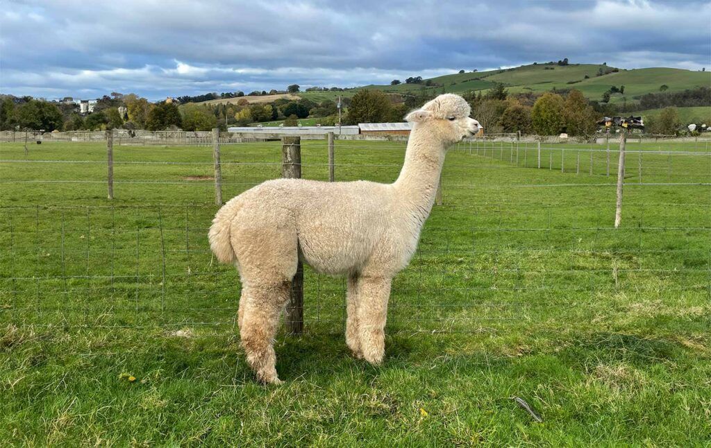 An off-white alpaca stands in a grassy field with a cloudy sky in the background.