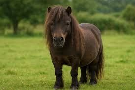 Brown pony standing in a green grassy field, looking forward.